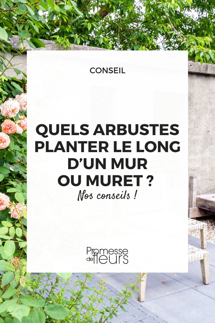 arbustos para vegetalizar a lo largo de un muro